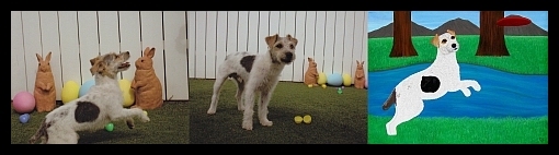 Jack Russell Terrier | Reggie